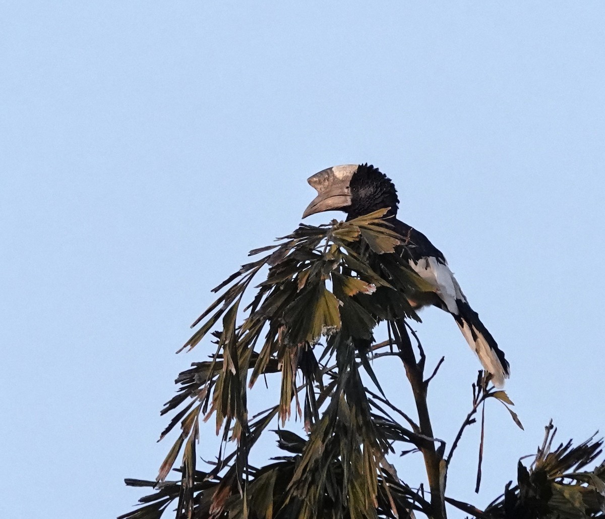 Grauwangen-Hornvogel - ML647162599