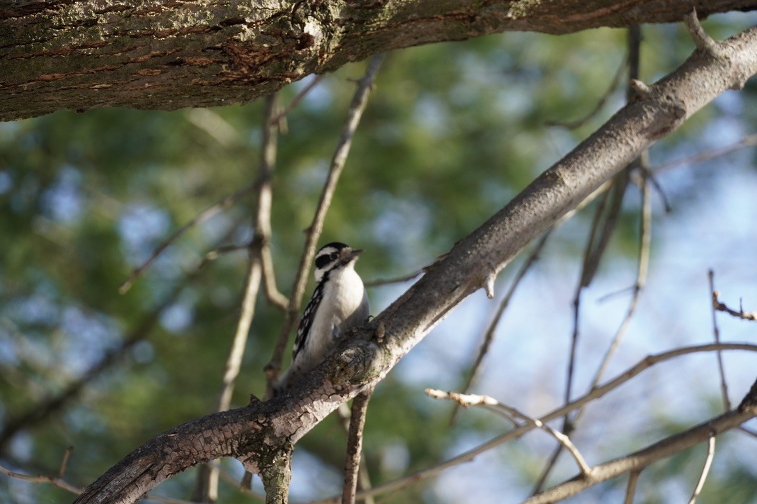 Downy Woodpecker - ML647162601