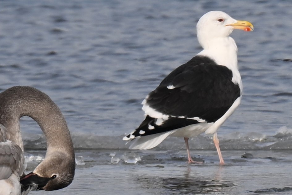 Great Black-backed Gull - ML647162603