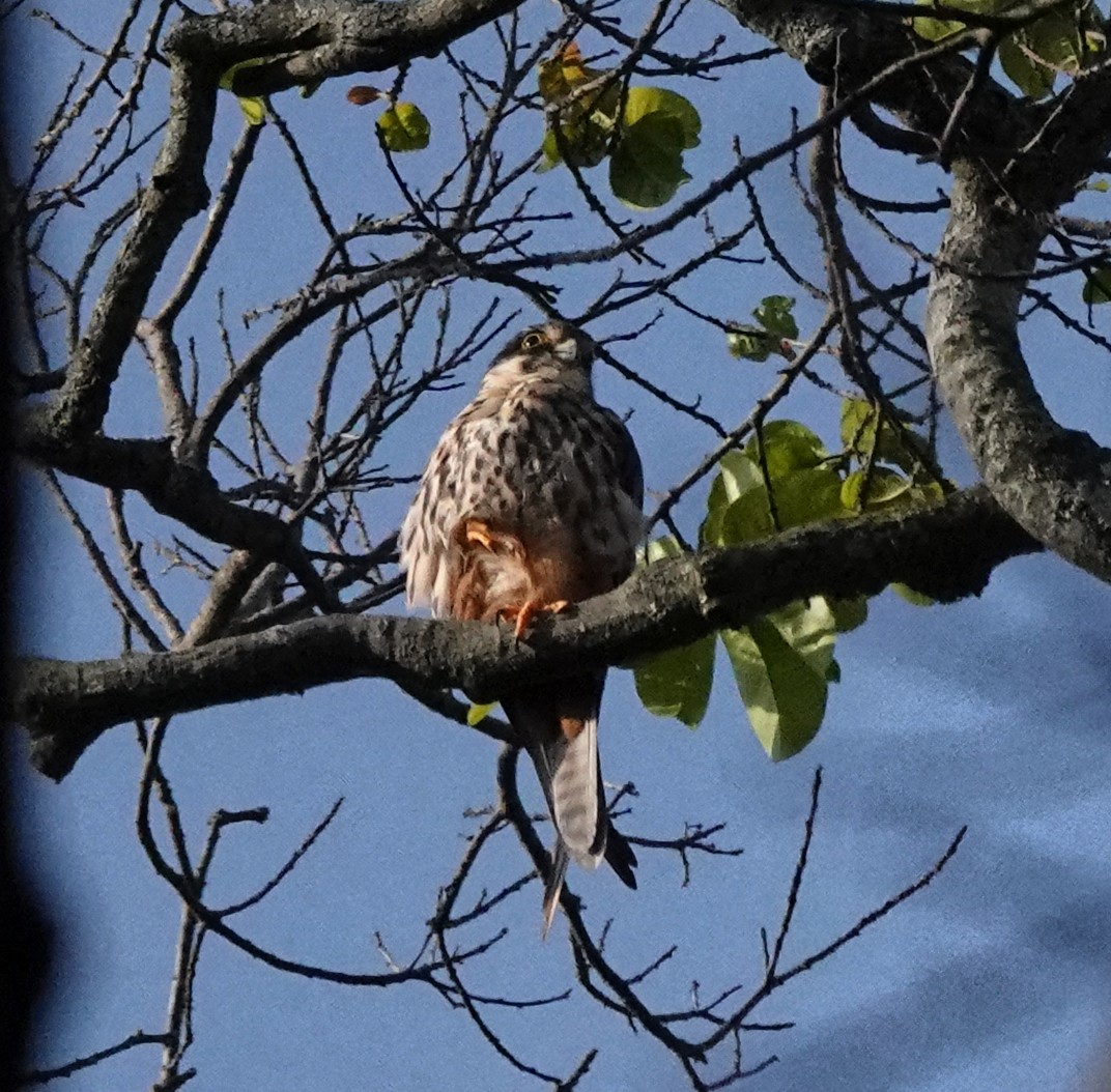 Eurasian Hobby - ML647162607