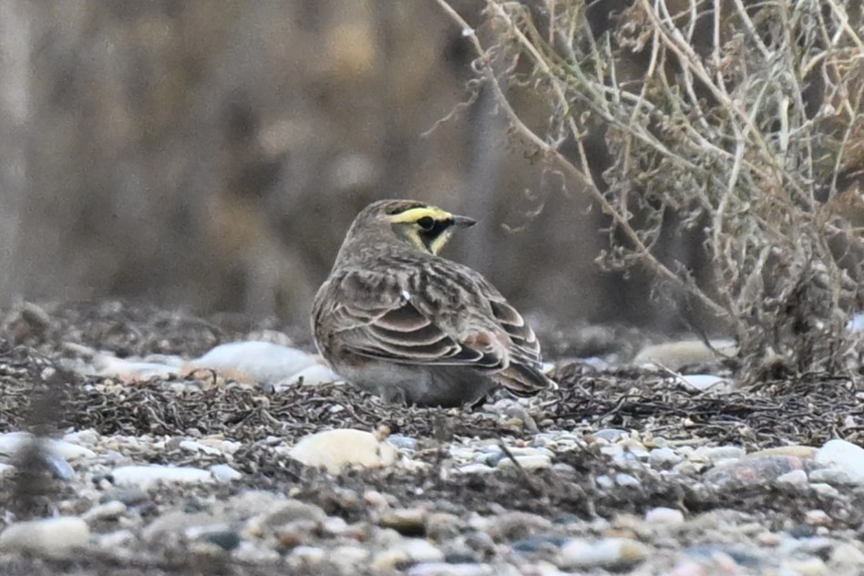Horned Lark - ML647162609
