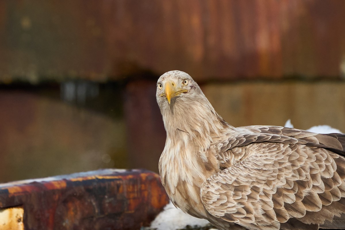 havørn - ML647162611