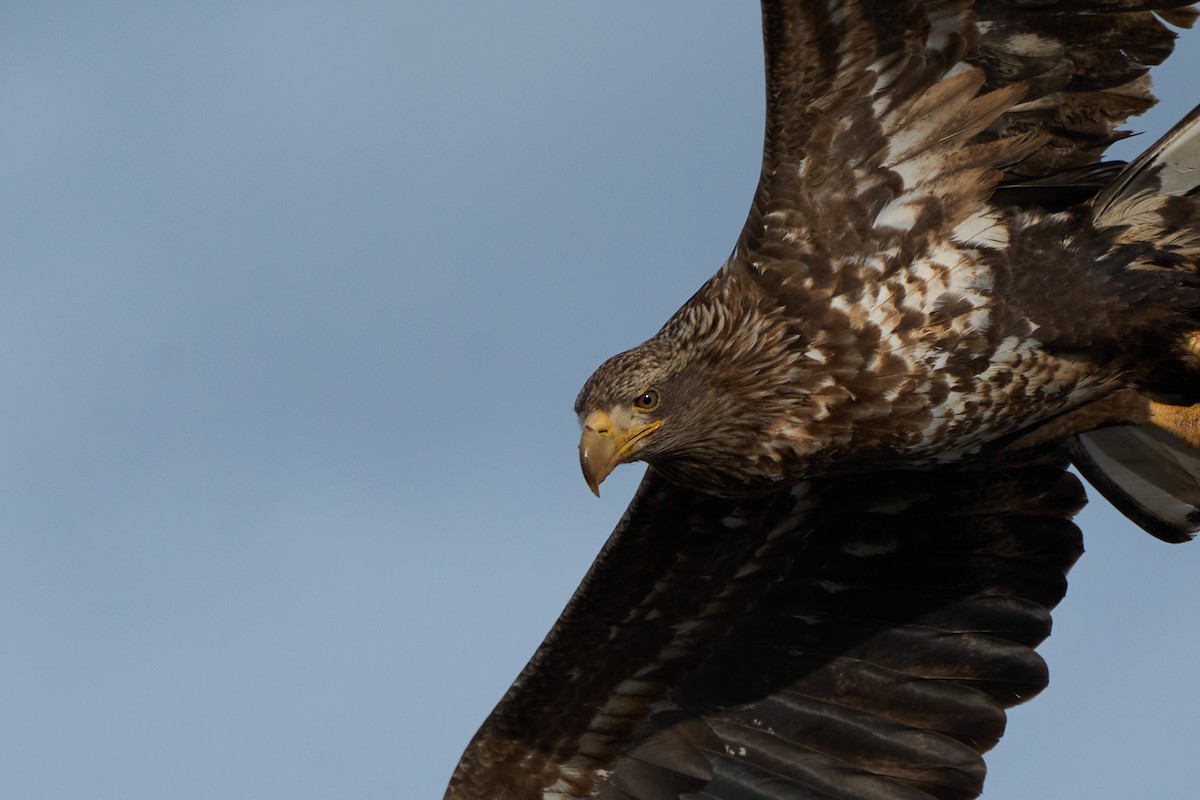 havørn - ML647162612