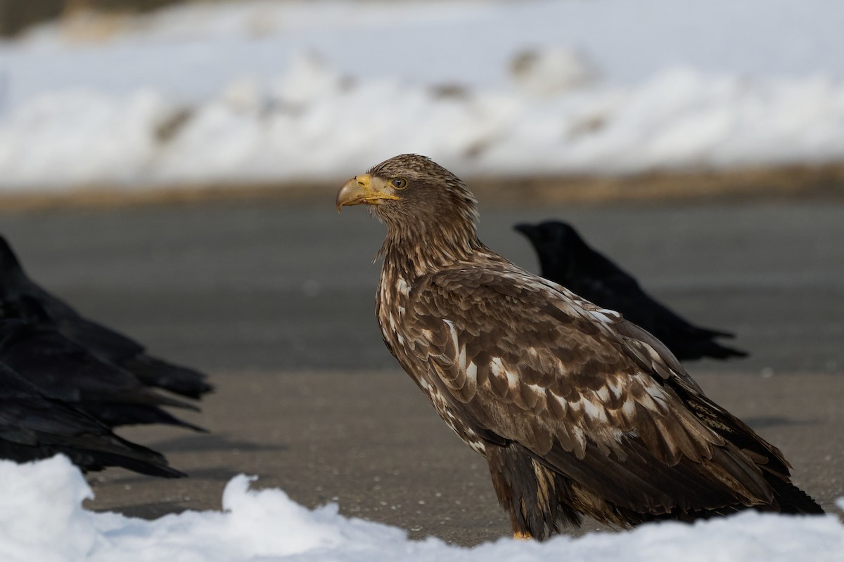 havørn - ML647162613