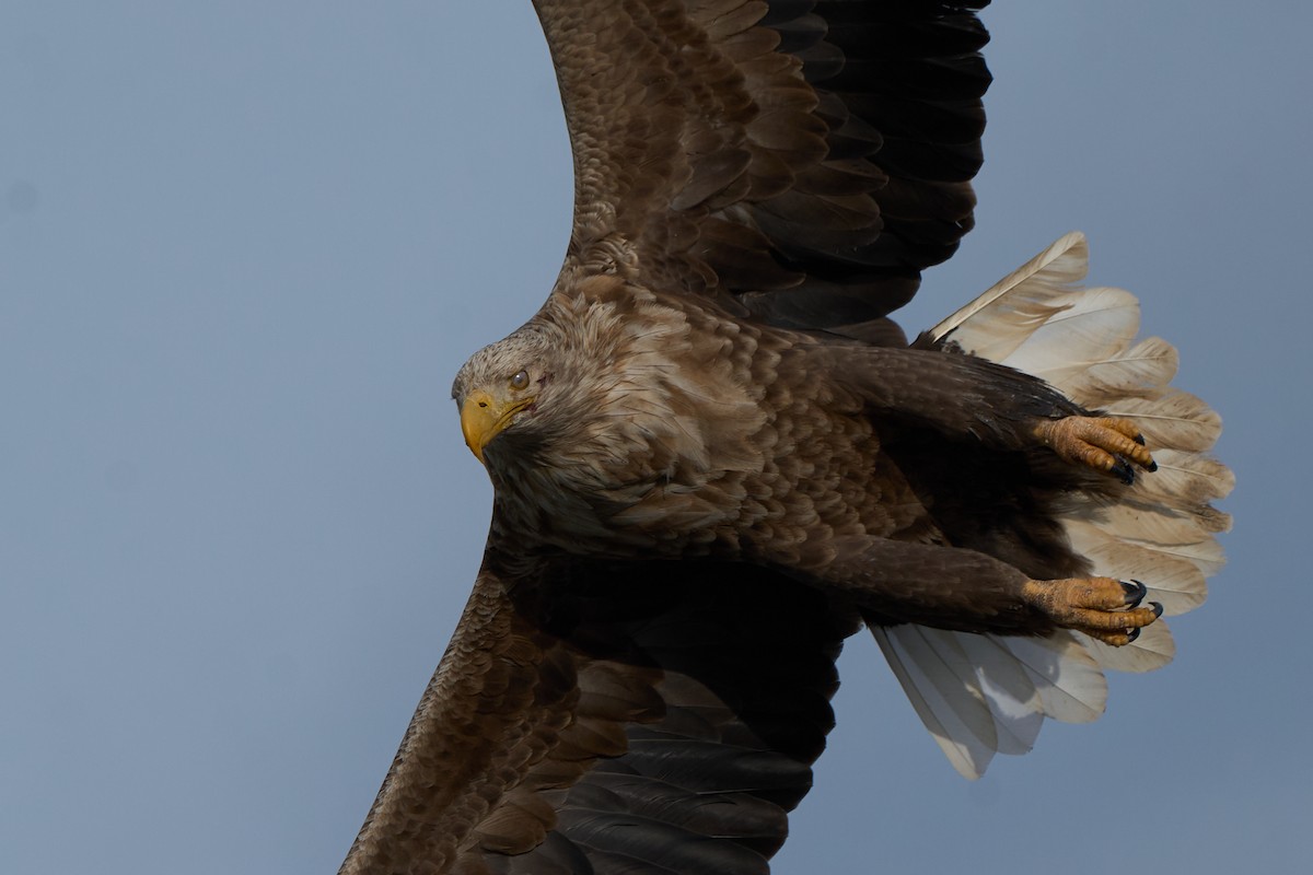 havørn - ML647162614