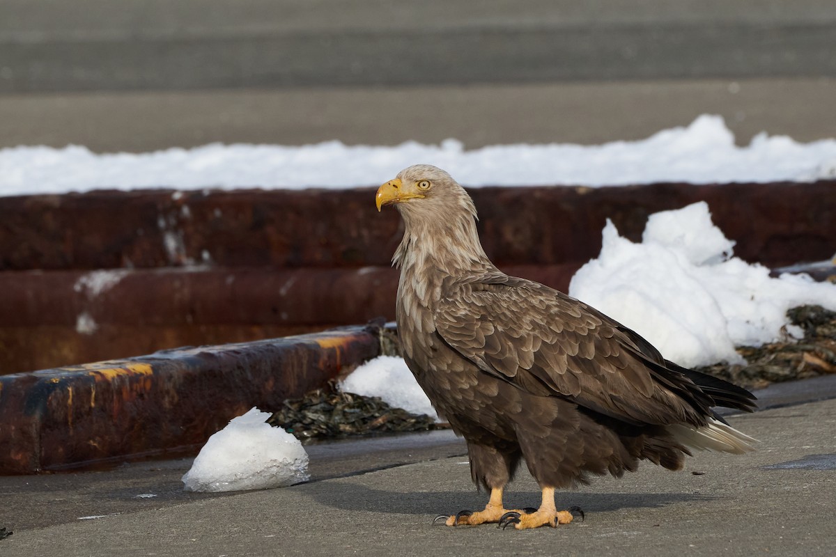 havørn - ML647162616