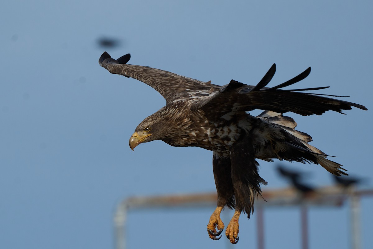 havørn - ML647162617