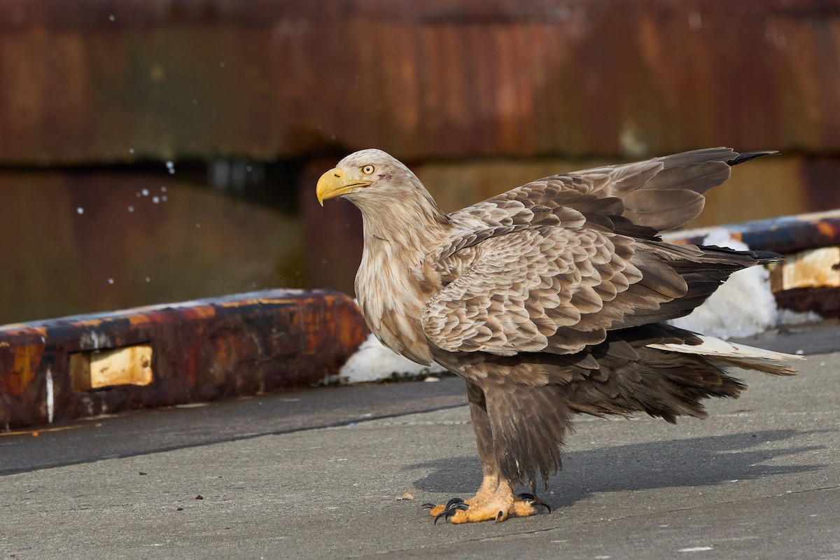 havørn - ML647162618