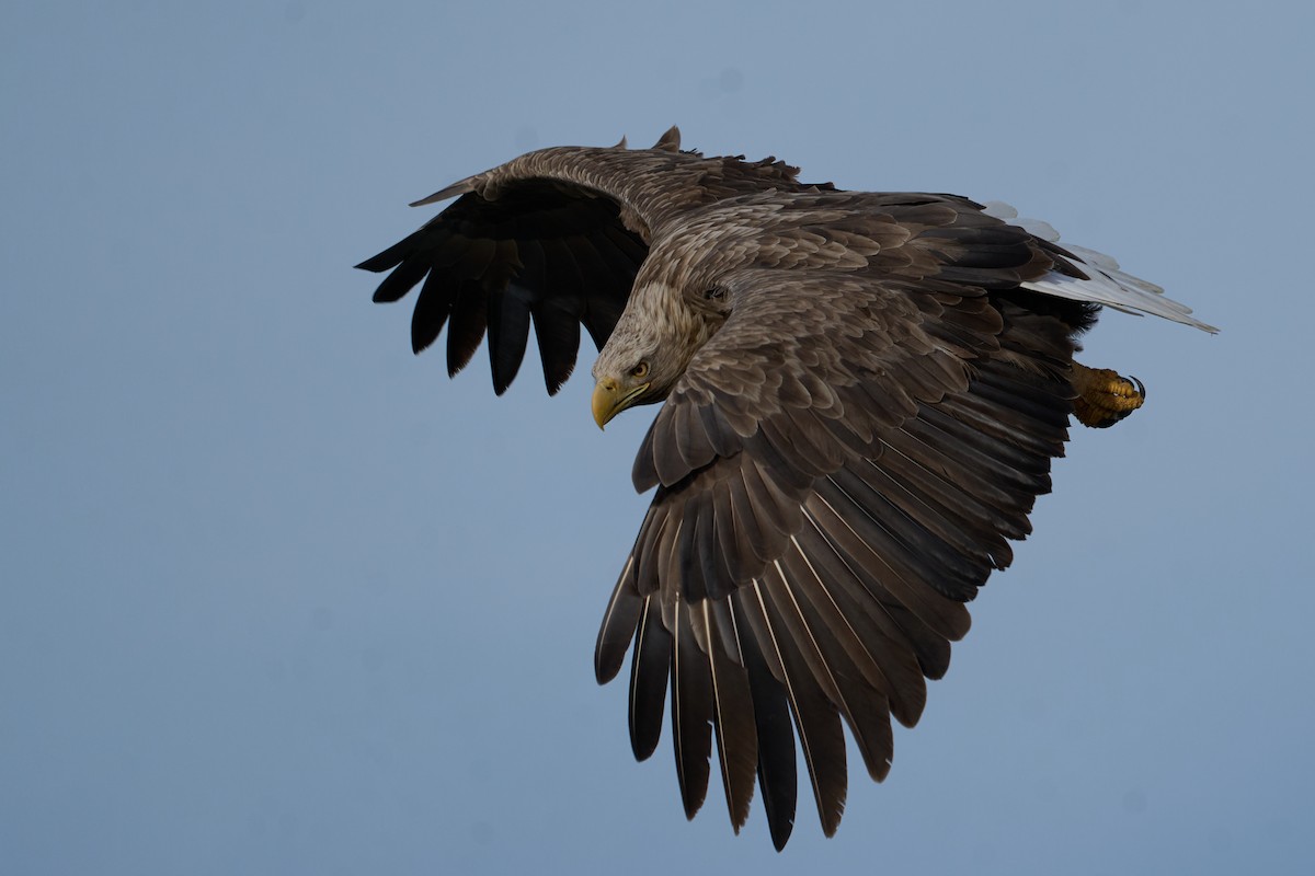 havørn - ML647162619