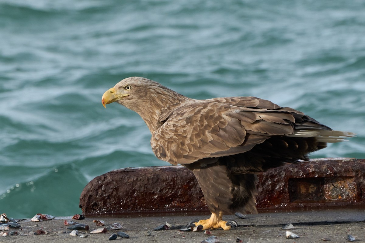 havørn - ML647162620