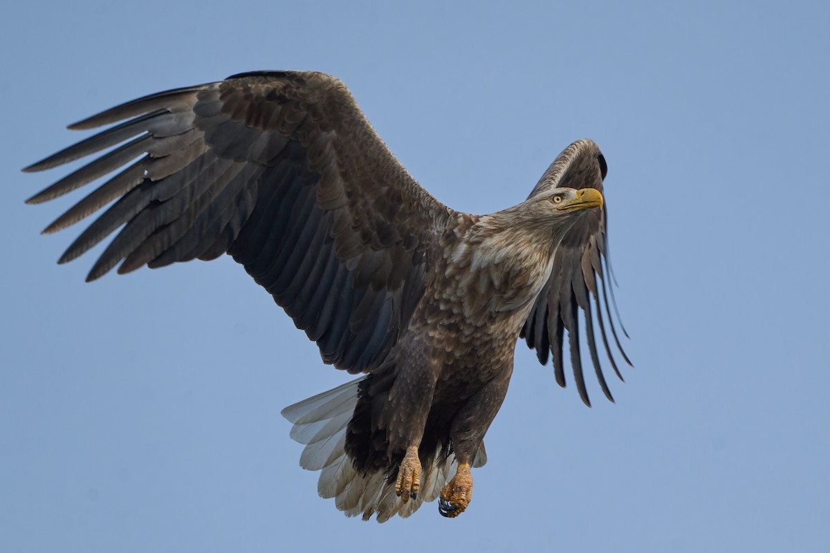 havørn - ML647162621