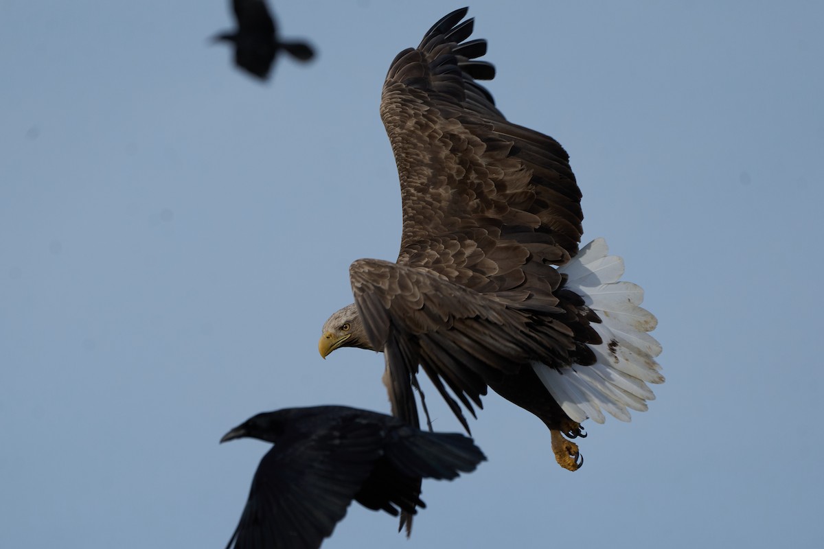 havørn - ML647162622