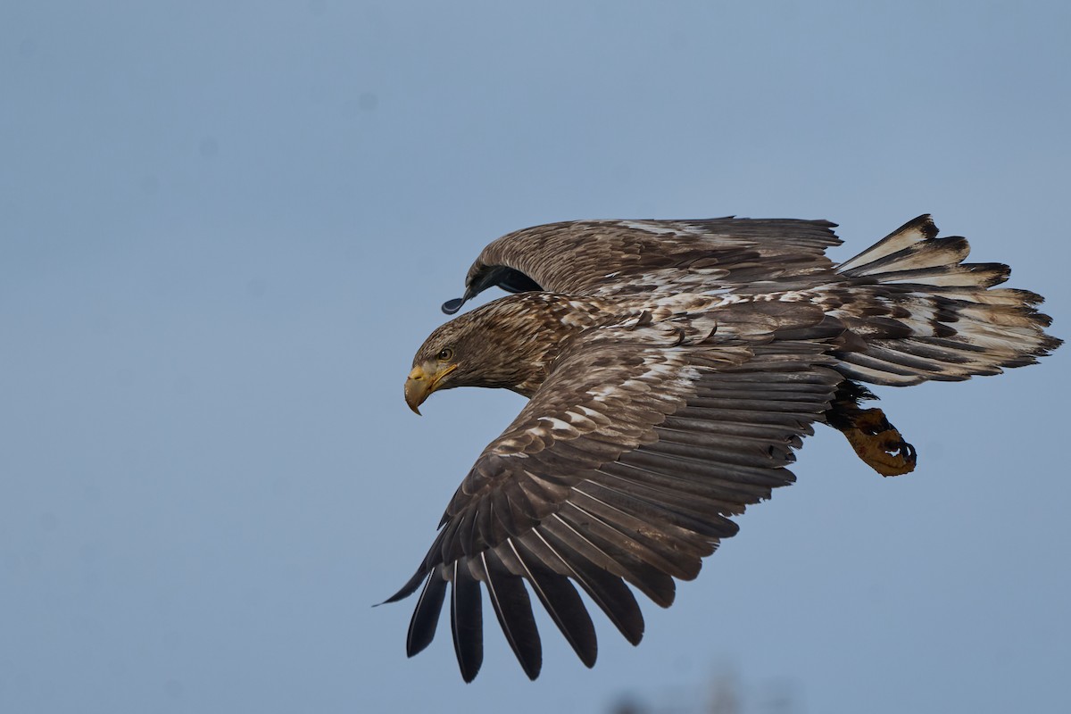 havørn - ML647162623