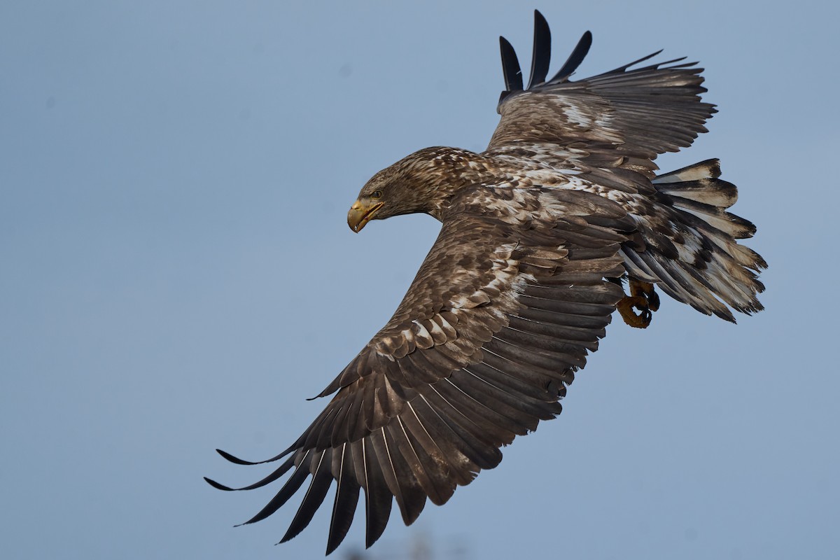 havørn - ML647162624