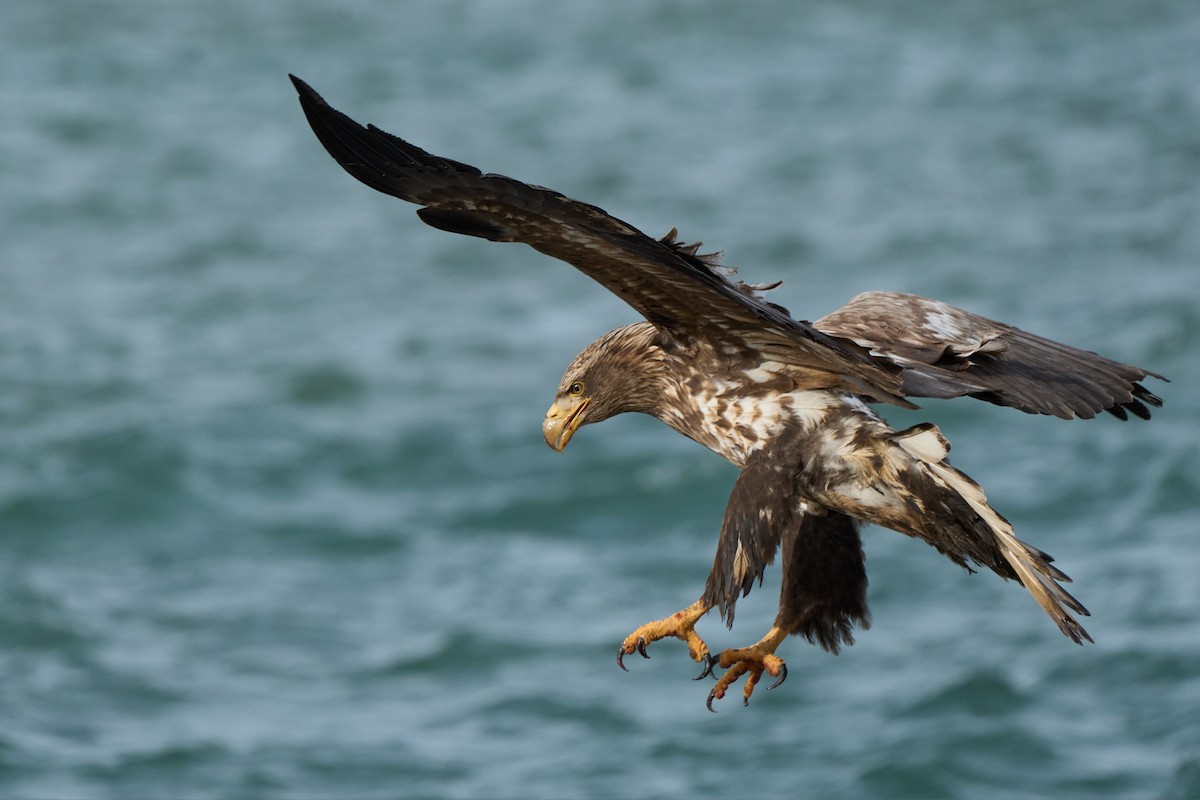 havørn - ML647162625