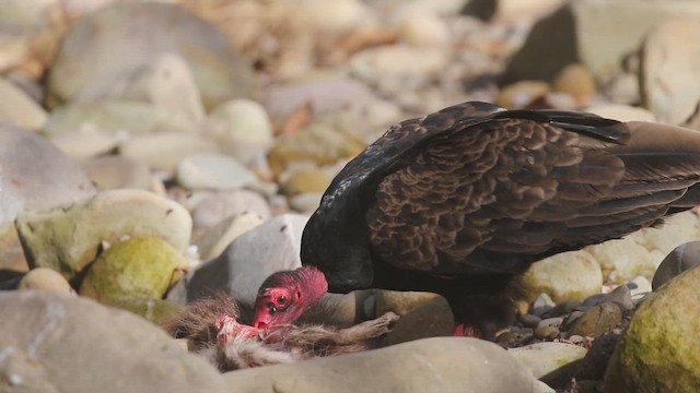 Катарта червоноголова - ML647162630