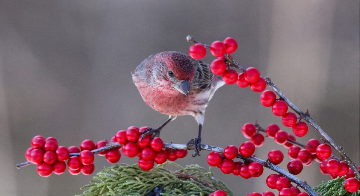 House Finch - ML647162631