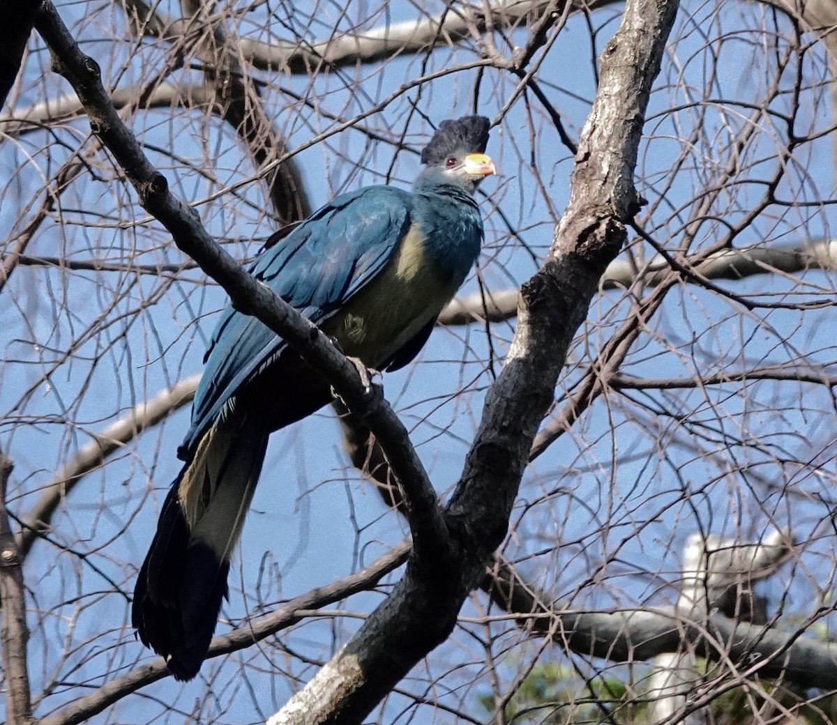 turako velký - ML647162633