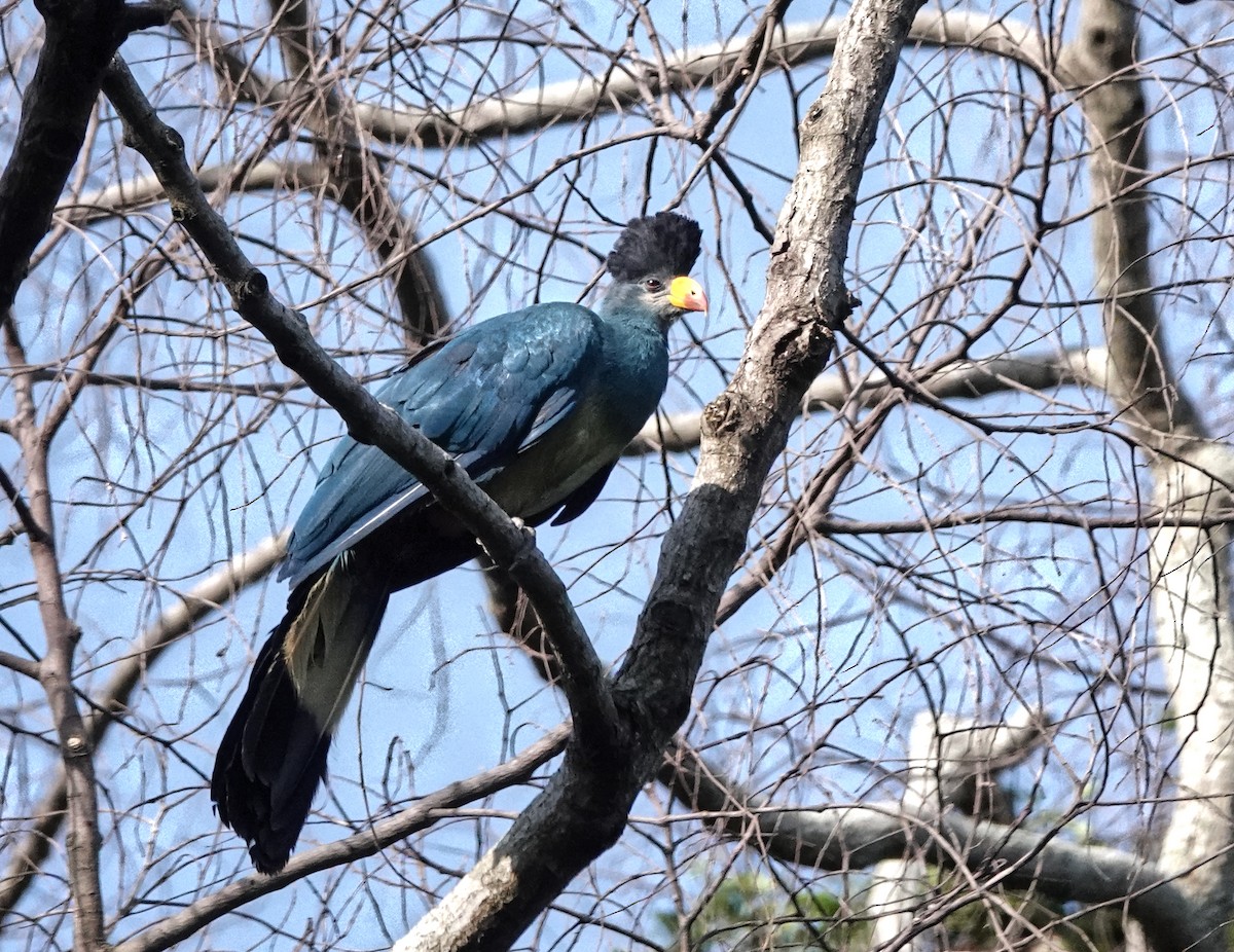 turako velký - ML647162634