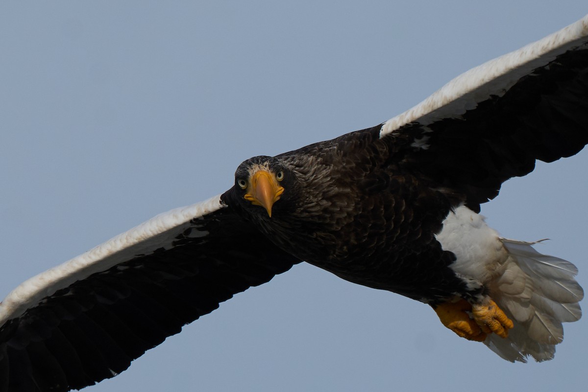 kjempehavørn - ML647162635