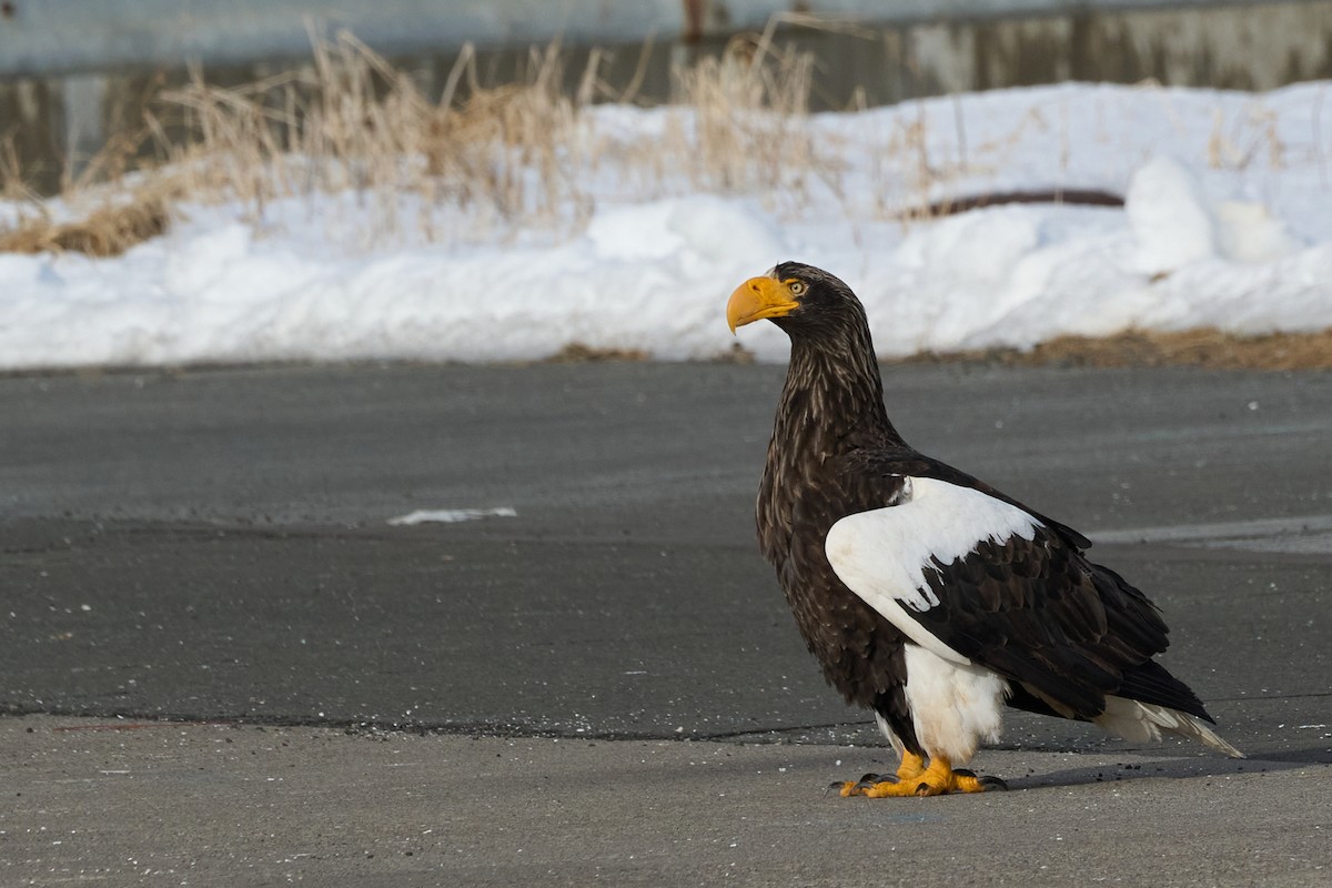 kjempehavørn - ML647162636