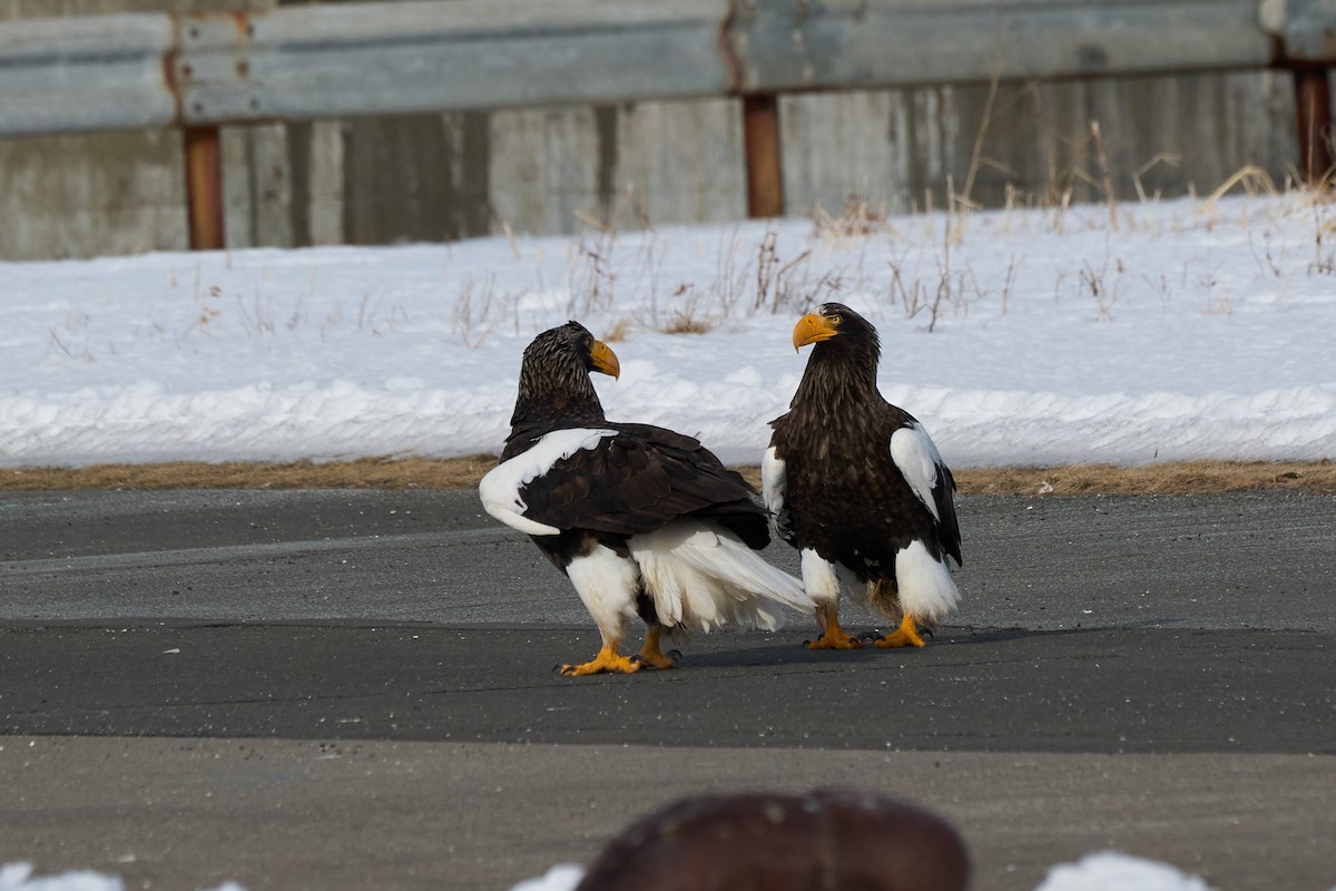 kjempehavørn - ML647162637