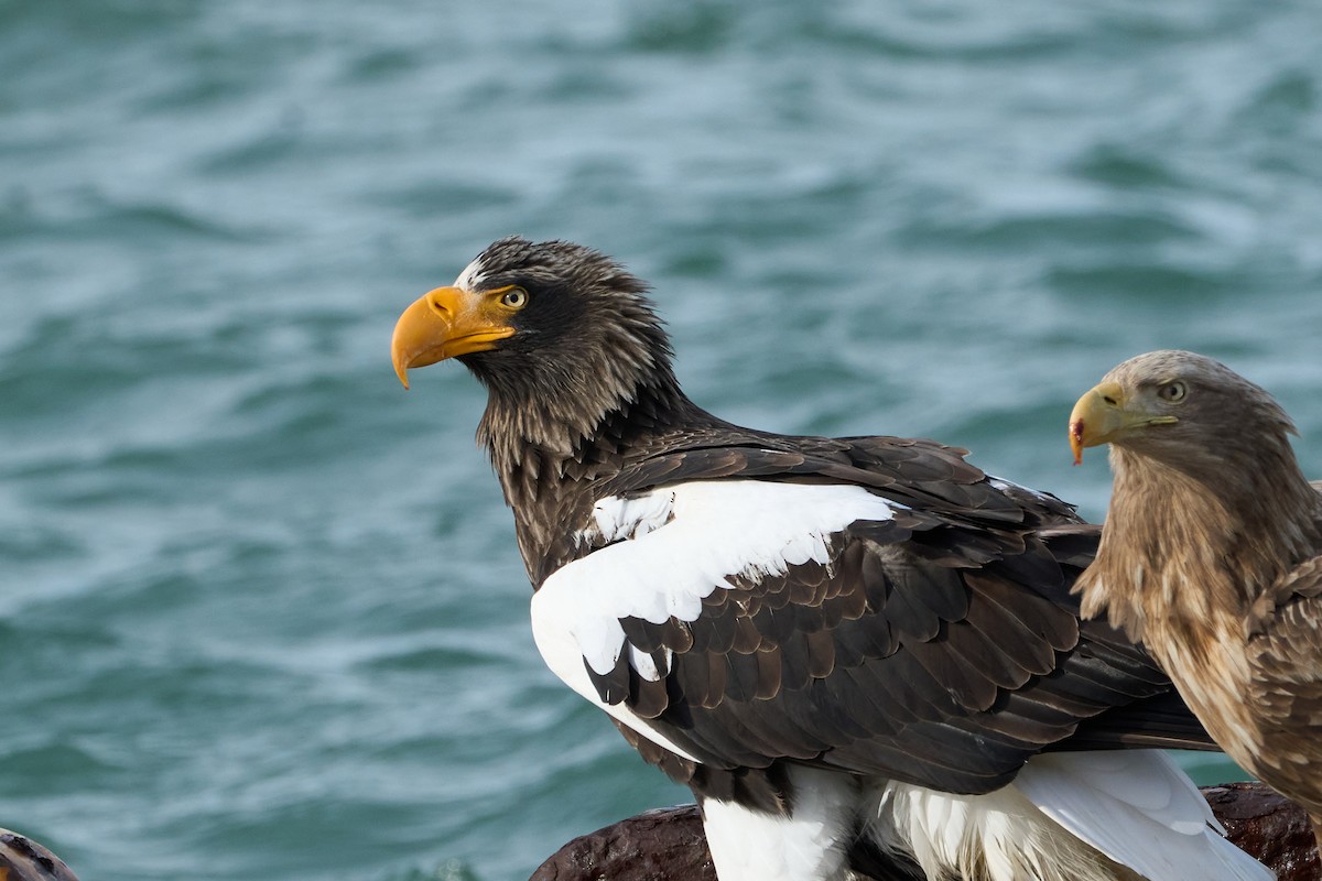 kjempehavørn - ML647162638