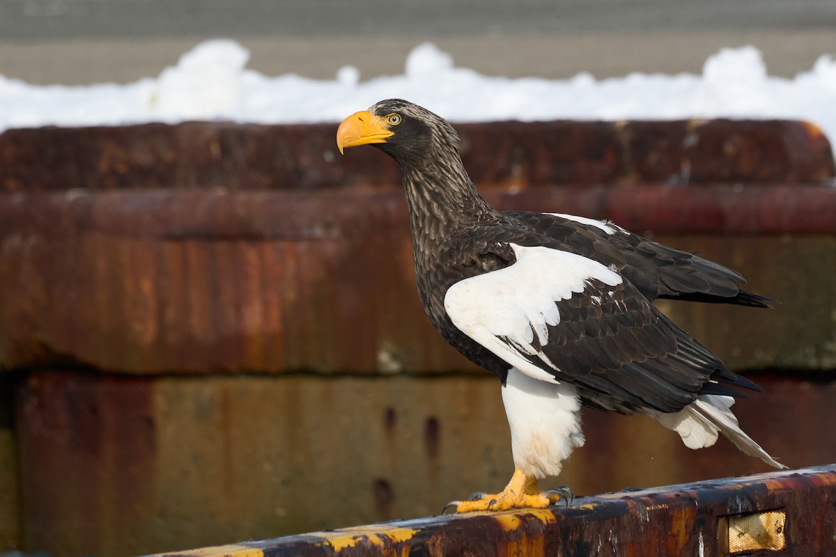 kjempehavørn - ML647162639