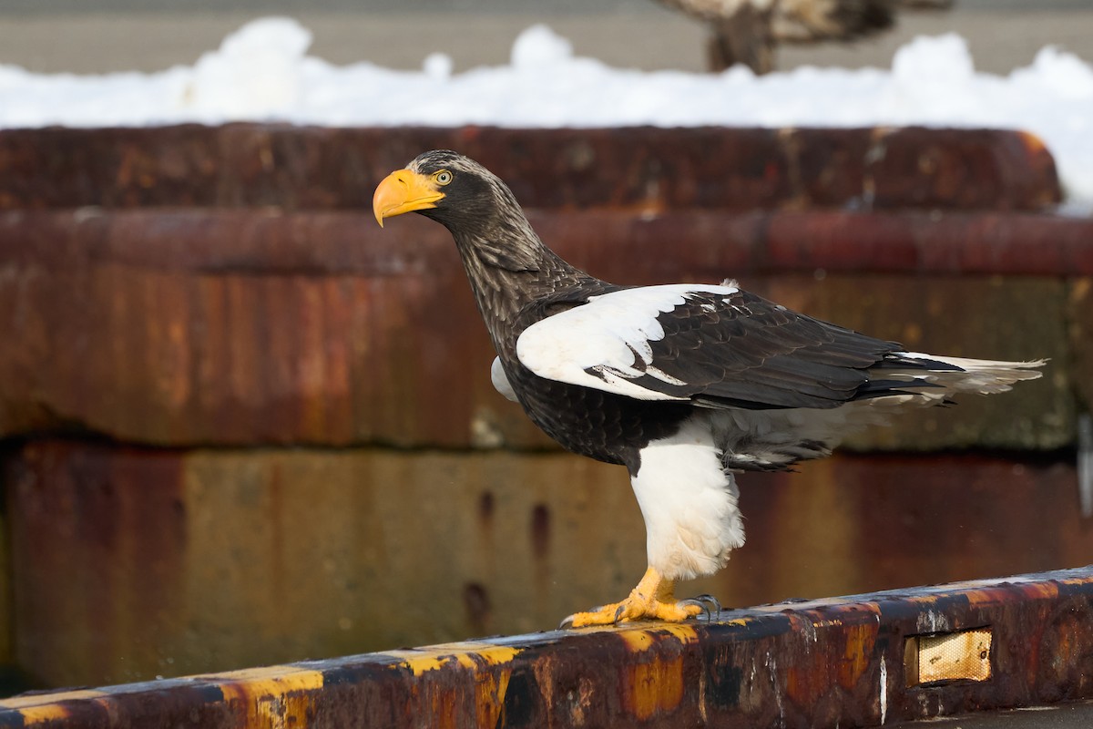 kjempehavørn - ML647162641