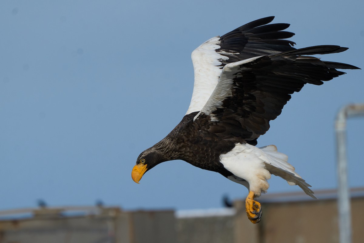 kjempehavørn - ML647162642