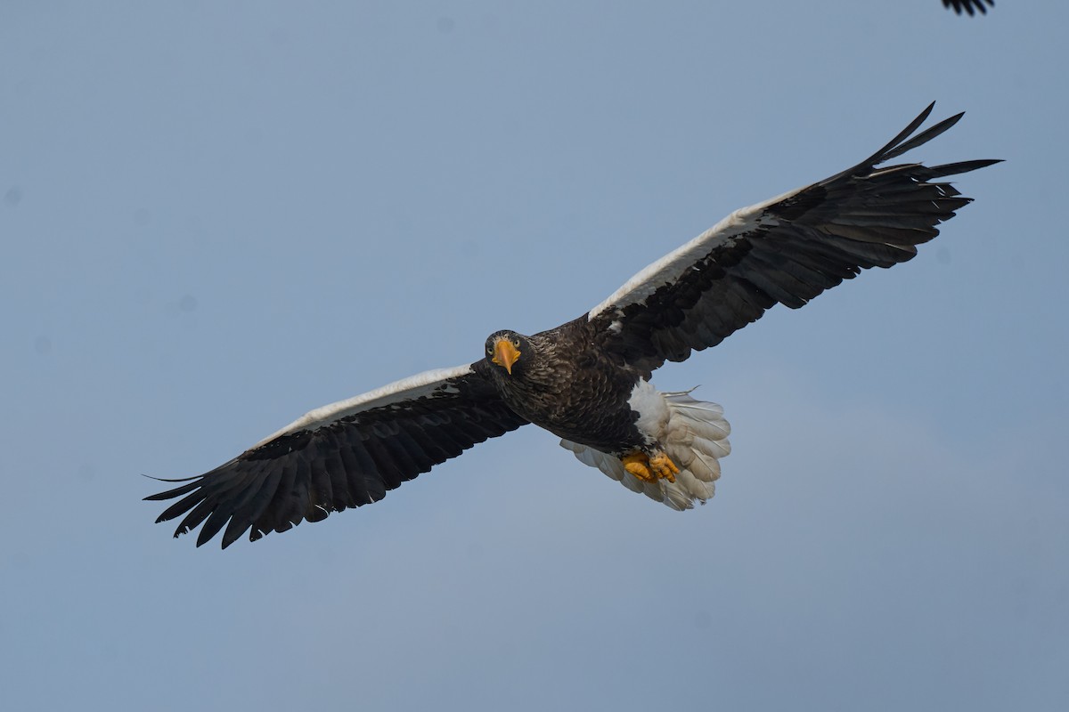 kjempehavørn - ML647162643