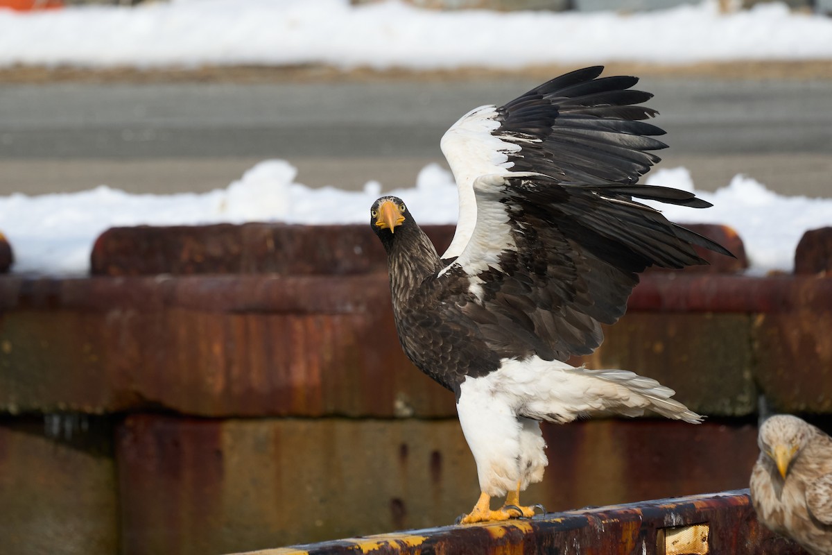 kjempehavørn - ML647162644