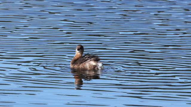 Pied-billed Grebe - ML647162647