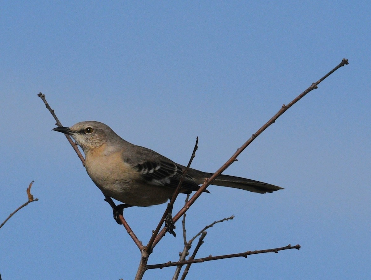 Пересмішник багатоголосий - ML647162649