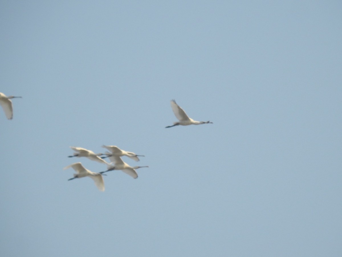 Eurasian Spoonbill - ML647162655