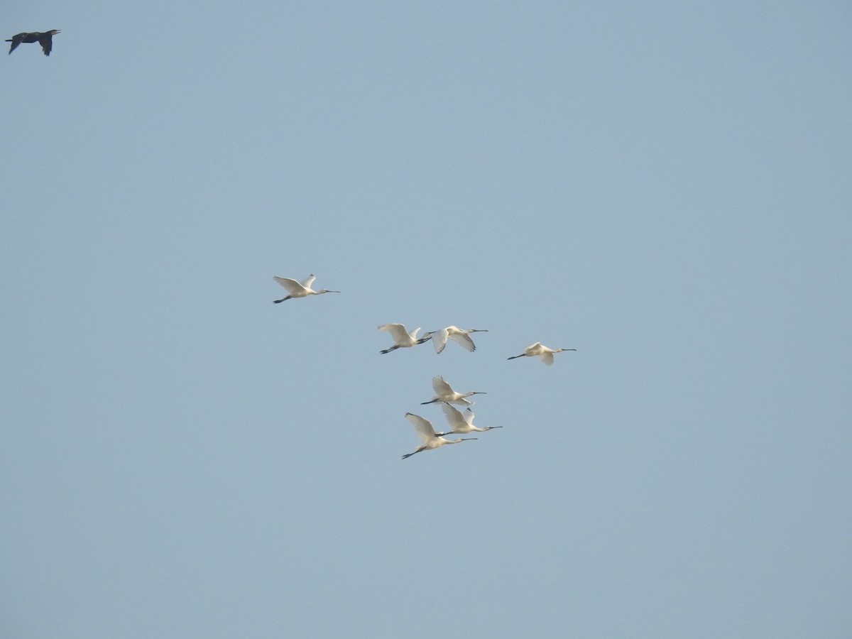 Eurasian Spoonbill - ML647162656