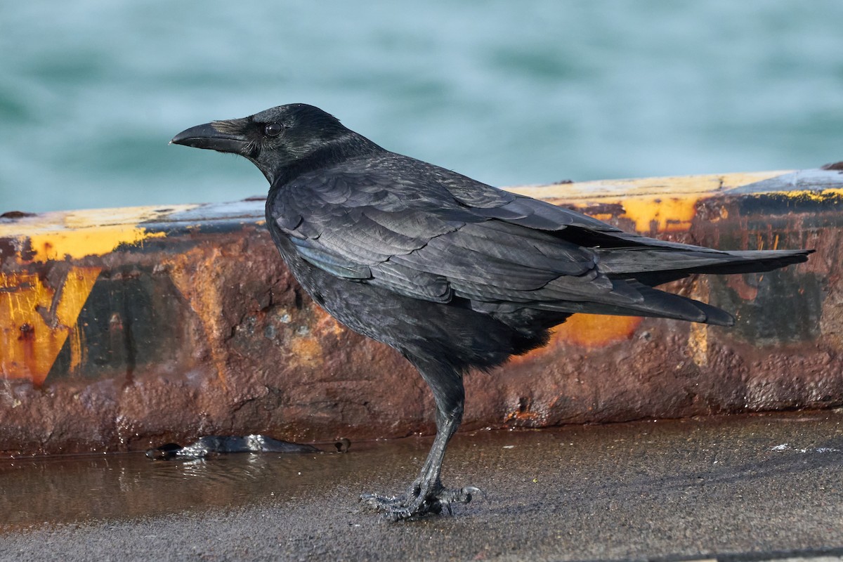 svartkråke - ML647162660