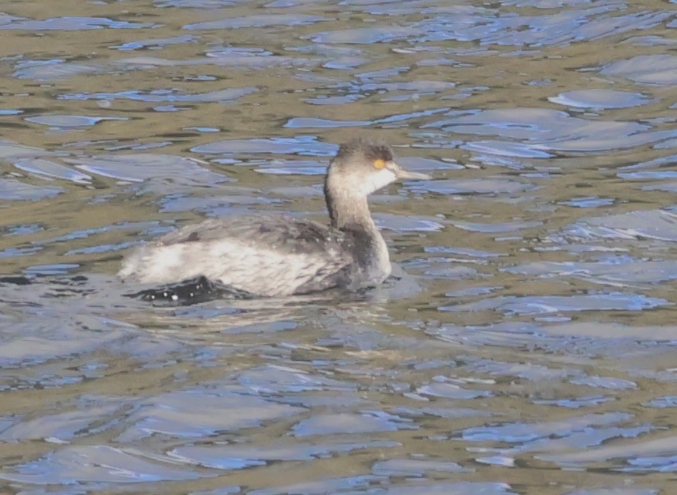 ミミカイツブリ - ML647162669