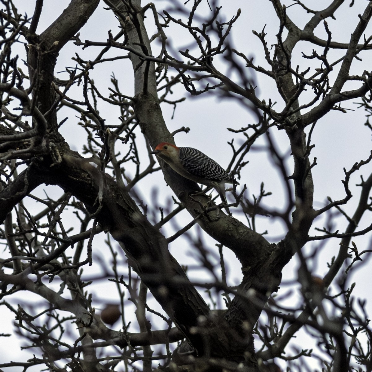 シマセゲラ - ML647162685