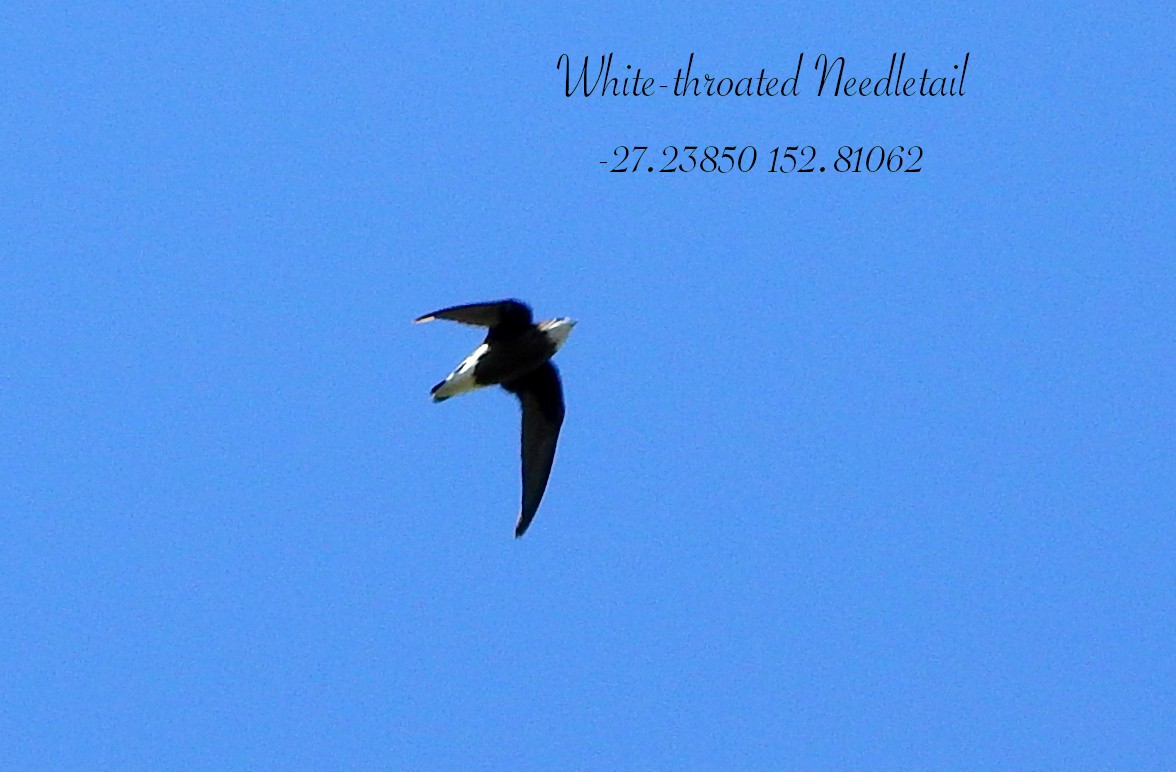 白喉針尾雨燕 - ML647162688