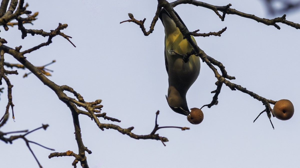 Cedar Waxwing - ML647162690
