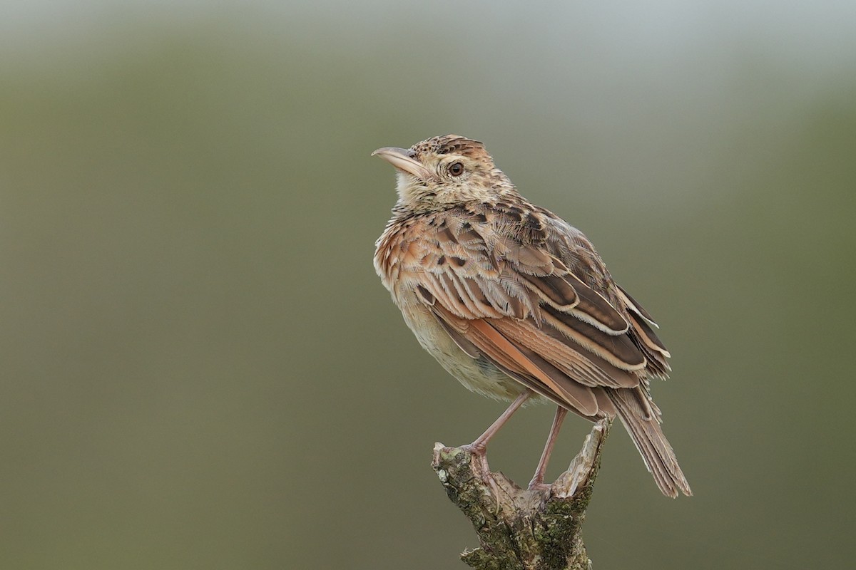 Rufous-naped Lark - ML647162692