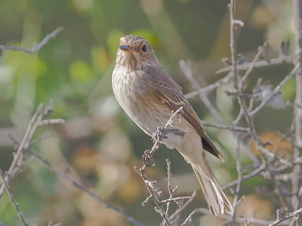 斑鶲 - ML647162693