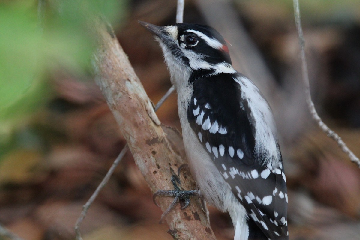 Downy Woodpecker - ML647162696