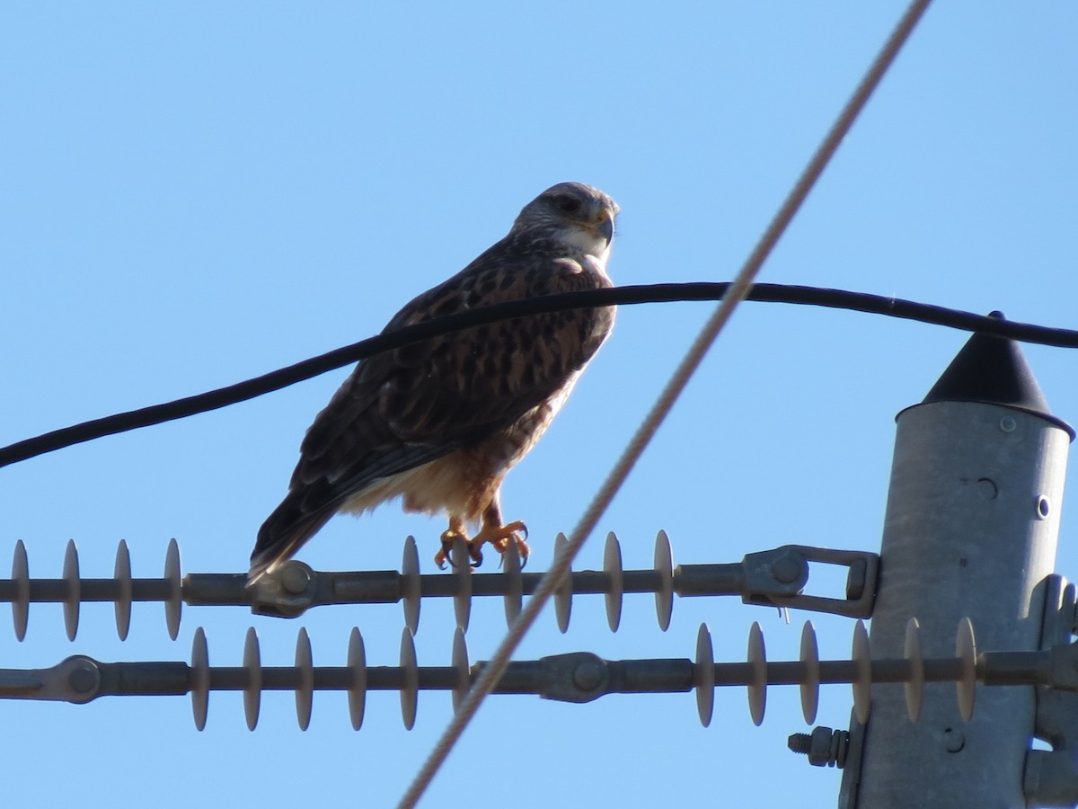 Ferruginous Hawk - ML647162698