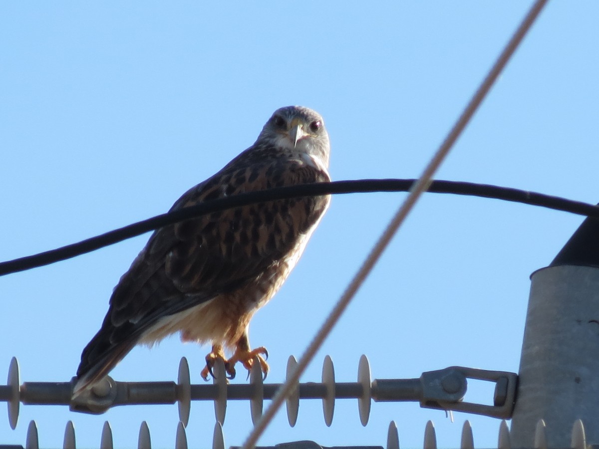 Ferruginous Hawk - ML647162699