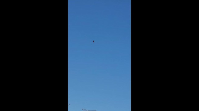 栗鳶 - ML647162701