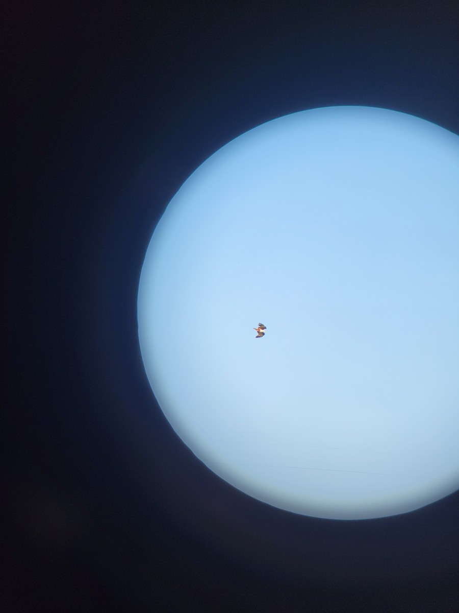 栗鳶 - ML647162702