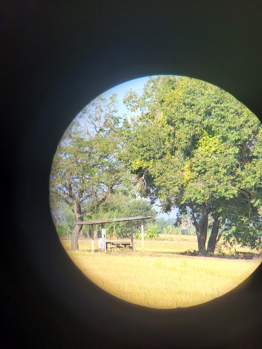 栗鳶 - ML647162703