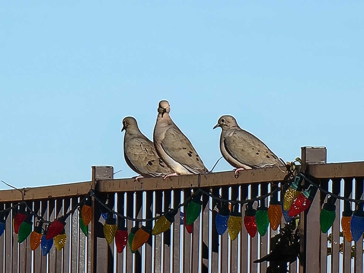 Mourning Dove - ML647162704